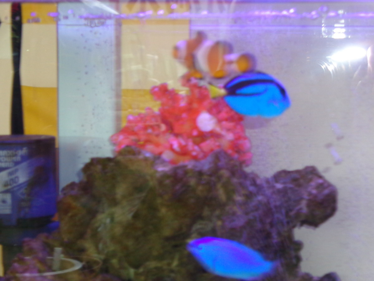 新しいお魚さん ケイバッカ スタッフブログ